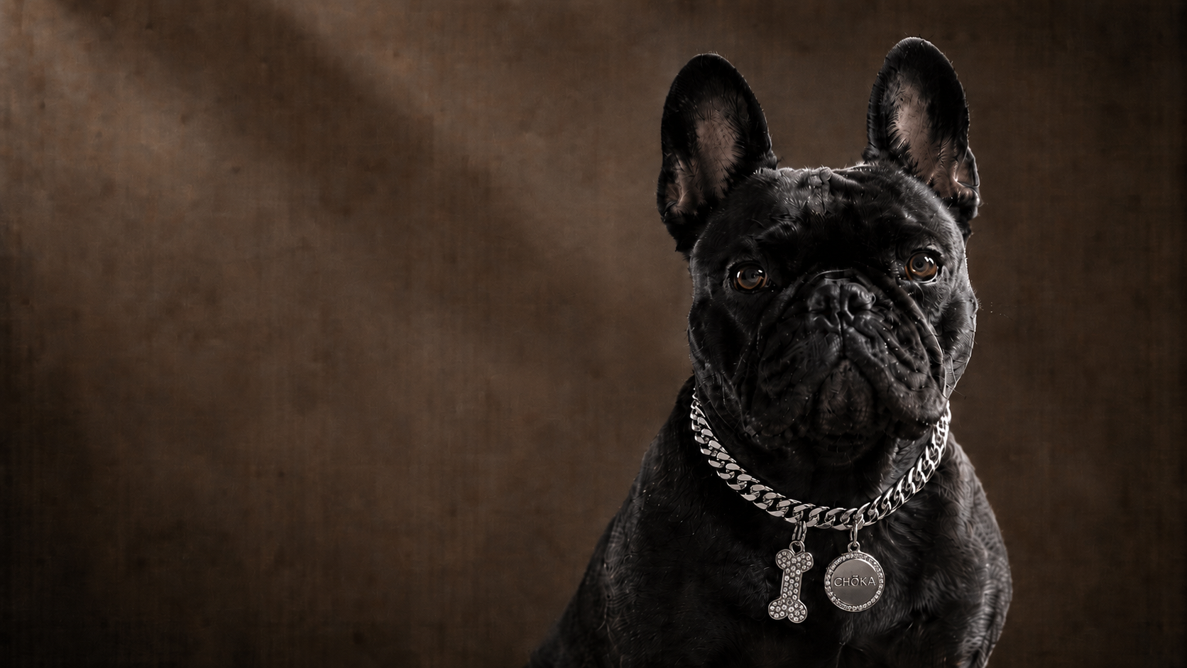 The CHŌKA Cuban link chain on a black French Bulldog